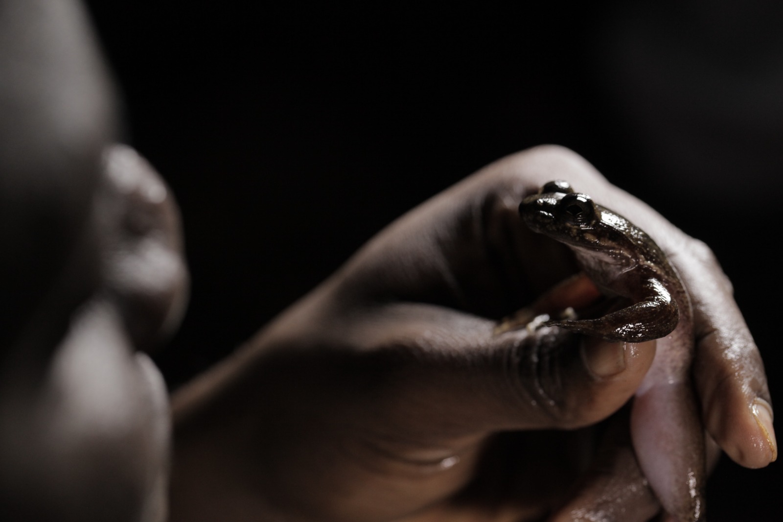 A guide carefully holding a frog found during a night walk in the refuge